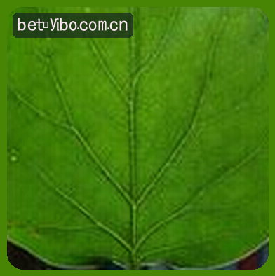 吴涛